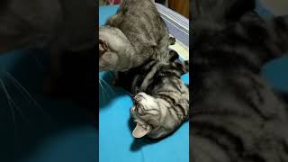 Cats are so funny you will die laughing 2081