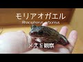 【モリアオガエル】No.201。♀を少し観察しましょう。(Rhacophorus arboreus)