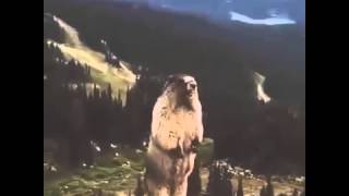 Beaver Screaming For Beer Lol