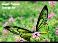Romantic Production - Butterfly Kiss