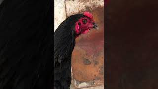 Rooster Crowing Compilation Plus - Rooster Crowing Sounds Effect 2023