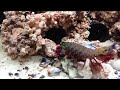 shrimps