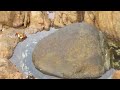 Octopus gets crabby in Yallingup