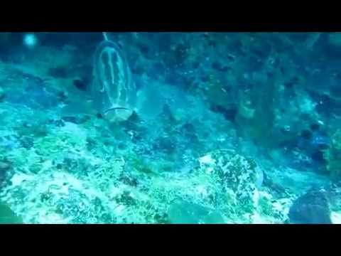 0 Scuba Diver Girls Dive off St. John USVI