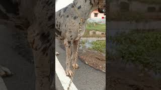 Greatdane Dog Atude Ragu Pets Vlog Tamil