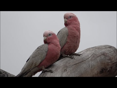 Australian Cockatoos in the Morning (Full Version)