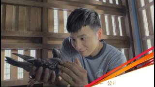 公視人生劇展-比利時賽鴿基金