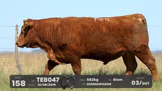 LOTE 158 - TOUROS ANGUS - LEILÃO SÃO BIBIANO 2021