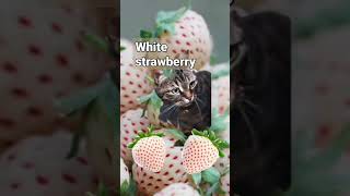 White Strawberry With Tabby Cat