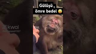 Gülüşü Ömre Bedel Maymun
