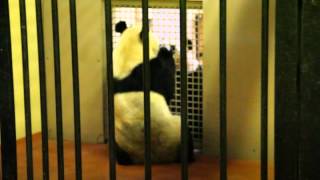 Giant Panda Mating Calls