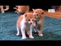 kittens