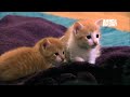 kittens