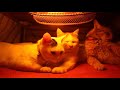 コタツの中の猫 Cats in the kotatsu