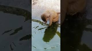 Maymun Şempanze Affe Monkey Yemek Yiyor Elleriyle