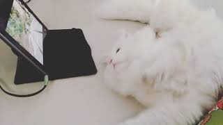 funny cat