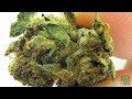 SDOWA Larry OG Strain (Medical Marijuana)