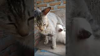 Kelakuan Cimol Sama Ciprut