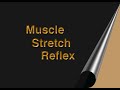 stretch reflex