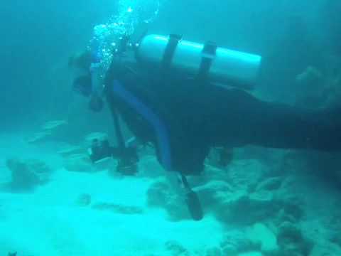 to the Florida keys to do florida keys sharks. to the Florida keys to do