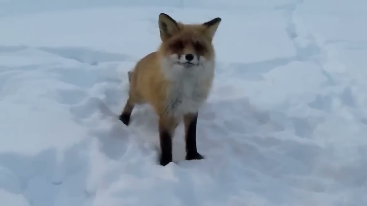 видео приколы на рыбалке ютуб видео приколы на рыбалке ютуб