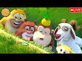 Bablu Dablu Cubs Live Streaming | Boonie Bears Hindi | New 2023 Funny Cartoon Story