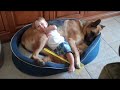 German Shepherd Dog Shares Bed with Baby Jack