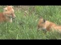 Baby Foxes Playing