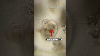 Single Cell Organism Eats Another Cell Under Microscope