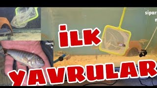 Ciklet Balıgı Yavrulatma Expert Aquarist Shares Top Techniques