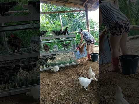 Ang ating mga alagang Manok dapat araw² natin linisan ang lagayan ng kanilang dumi.  #viralvideos