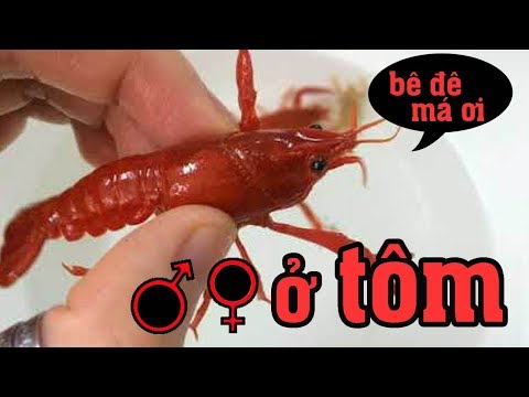✅ Tôm Kiểng CRAYFISH - Cách phân biệt đực cái