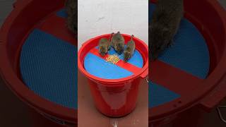 Great Homemade Mouse Trap Idea Using A Plastic Bucket #Rattrap #Rat #Mousetrap #Shorts