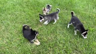 Meet Our German Shepherd Husky puppies