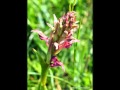 Orquideas de León, Genero Orchis