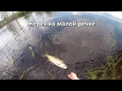 ловля жереха май ловля жереха май