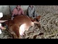 Cow Giving Birth To A Newborn Calf In A Pakistani images Cow Giving Birth To A Newborn Calf In A Pakistani
