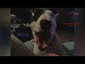 Super FUNNY ANIMALS - Extremely hard TRY TO STOP LAUGHING challenge