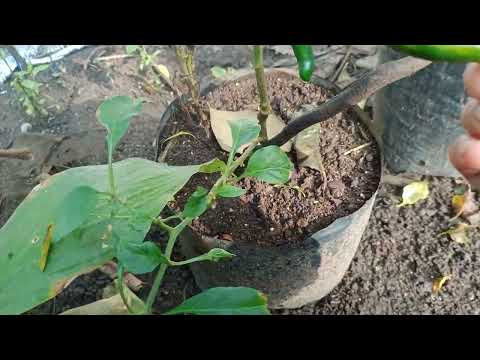 alhamdulilah panen sayuran organik setiap hari di kebun pekarangan