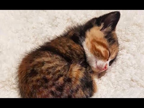 Most Amazing Videos of Cute Funny Kittens Cats | Playing and Meowing #86