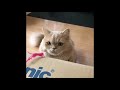 Most Amazing Videos of Cute Funny Kittens Cats | Playing and Meowing #86