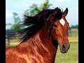 Operazione Febbre da cavallo