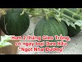 Hơn 2 tháng Gieo Trồng, có ngay loại Dưa Hấu "Ngọt Như Đường"