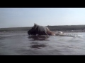 Haflinger Angelo zwemmen in zee