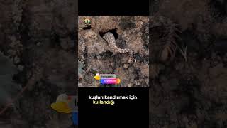 Örümcek Kuyruklu Boynuzlu Iran Engereği Belgesel Edit