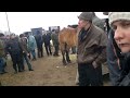 Skaryszew, Wst?py 2013 Za?adunek Ogiera Zimnokrwistego Skaryszew, Wst?py 2013 Za?adunek Ogiera Zimnokrwistego