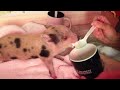 Spoon-feeding adorable baby pigs
