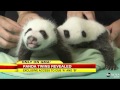 Panda Twins Born: First Look Inside the Nursery