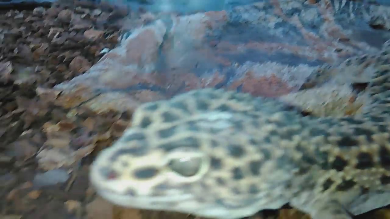 iguana aneh iguana aneh