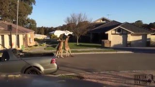 Happy Straya Day Compilation